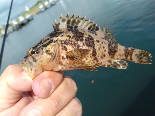 タケノコメバルの釣果