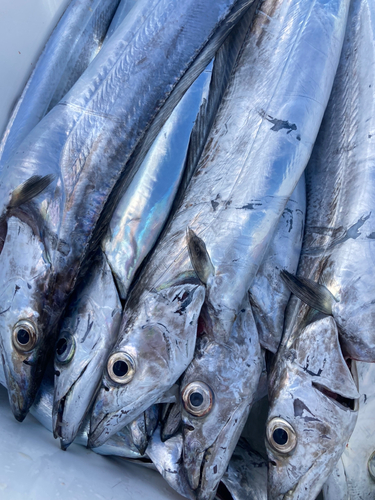 タチウオの釣果