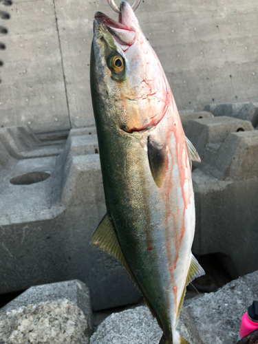 ハマチの釣果