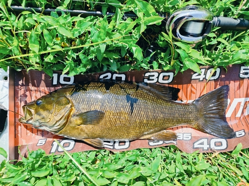 スモールマウスバスの釣果