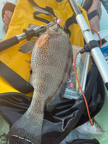 オオモンハタの釣果