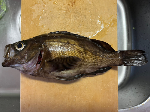 シロメバルの釣果