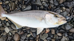 ショゴの釣果