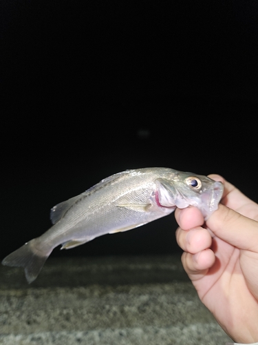 セイゴ（マルスズキ）の釣果