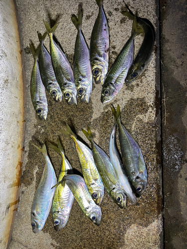 アジの釣果