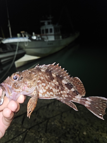 カサゴの釣果