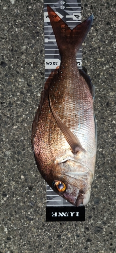 マダイの釣果