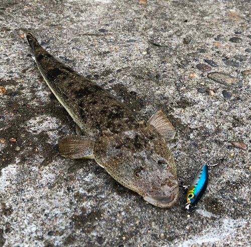 マゴチの釣果