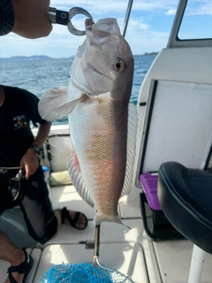 シロアマダイの釣果