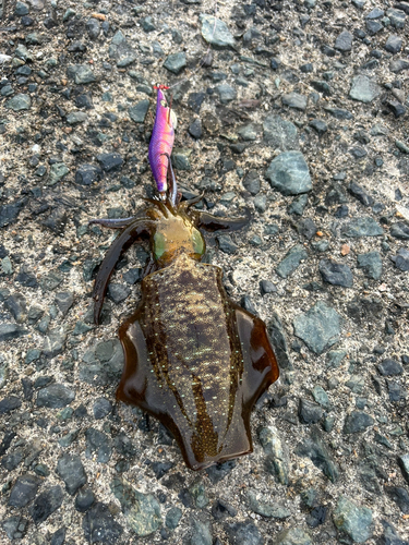 アオリイカの釣果