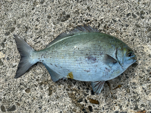 イスズミの釣果