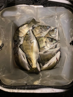 クロダイの釣果