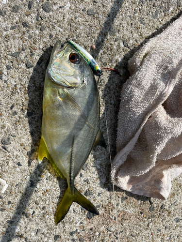 メッキの釣果