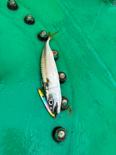 サバの釣果