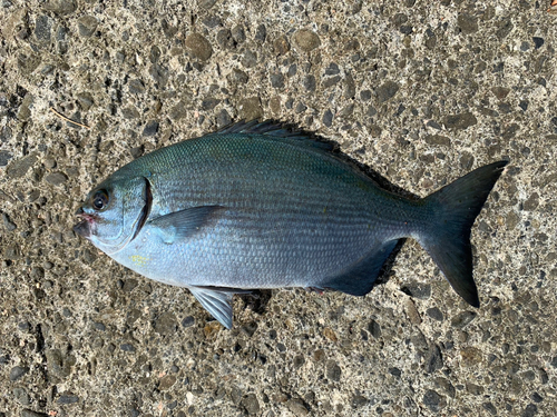 イスズミの釣果