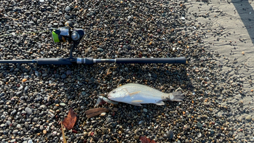 ニベの釣果