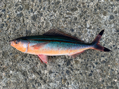 イッセンタカサゴの釣果