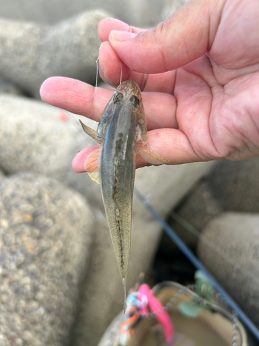 ハゼの釣果