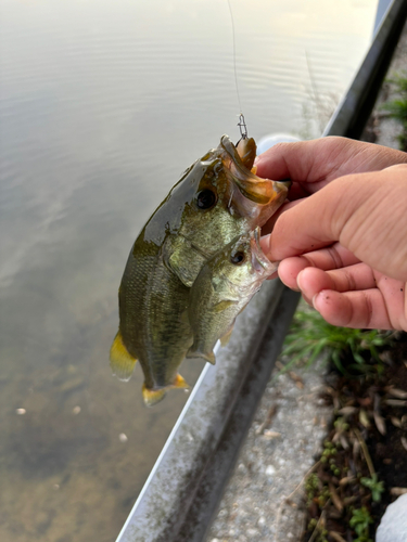 ブラックバスの釣果