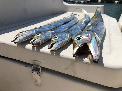 タチウオの釣果