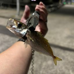 アジ