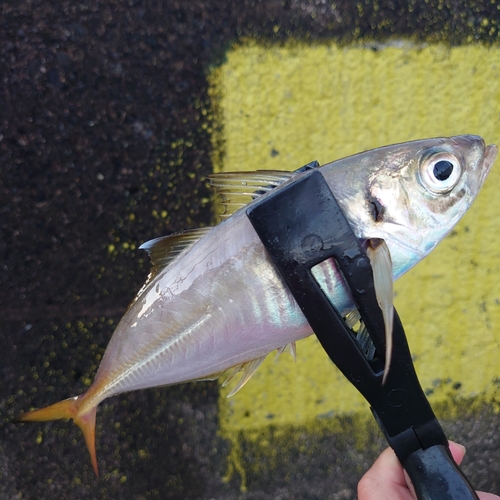 マアジの釣果