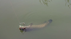 ライギョの釣果