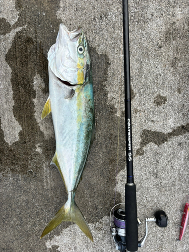 イナダの釣果