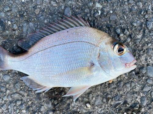 チャリコの釣果