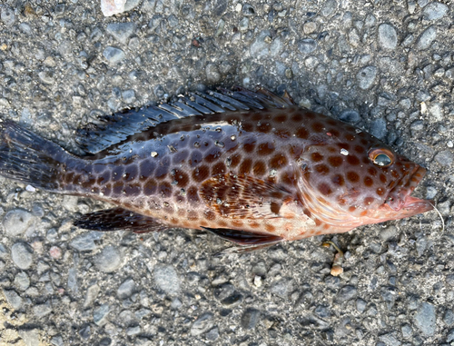 オオモンハタの釣果