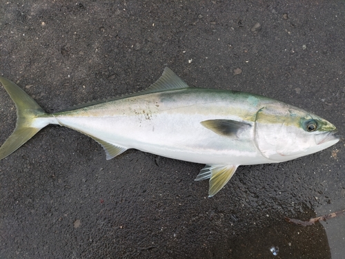 ワラサの釣果