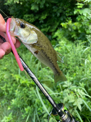 ラージマウスバスの釣果