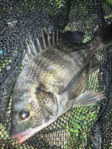 クロダイの釣果