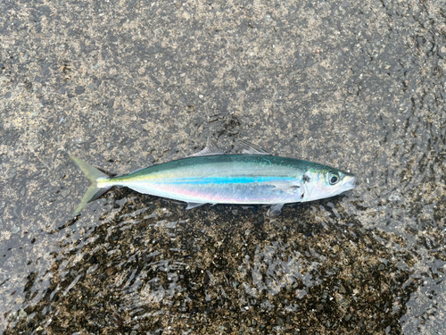 マルアジの釣果