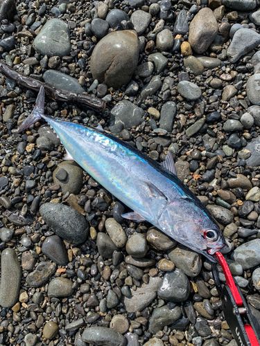 ソウダガツオの釣果