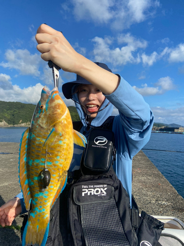 ヒブダイの釣果