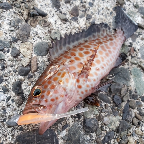 オオモンハタの釣果