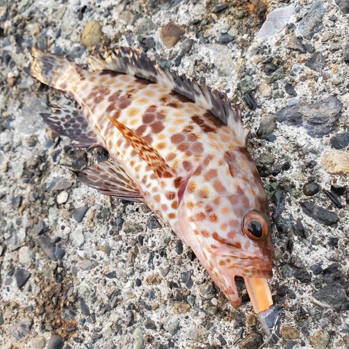 オオモンハタの釣果