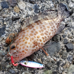 オオモンハタの釣果