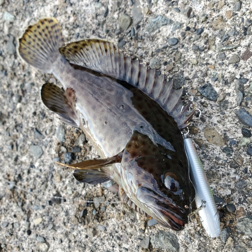 ノミノクチの釣果