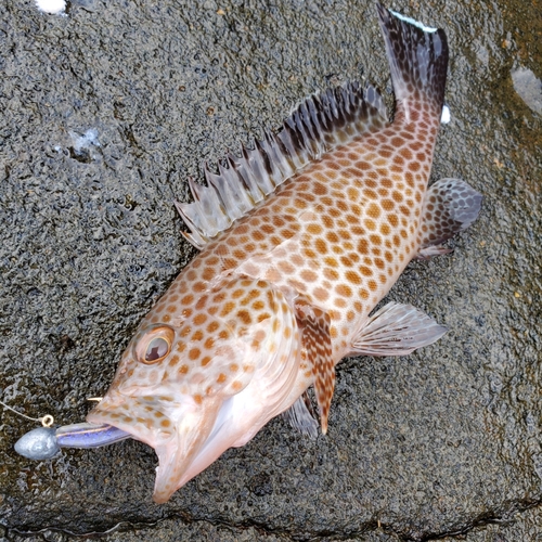 オオモンハタの釣果