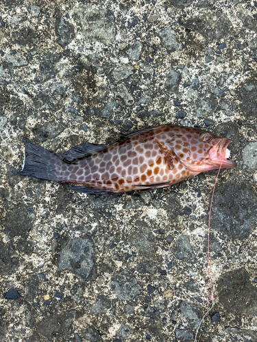 オオモンハタの釣果