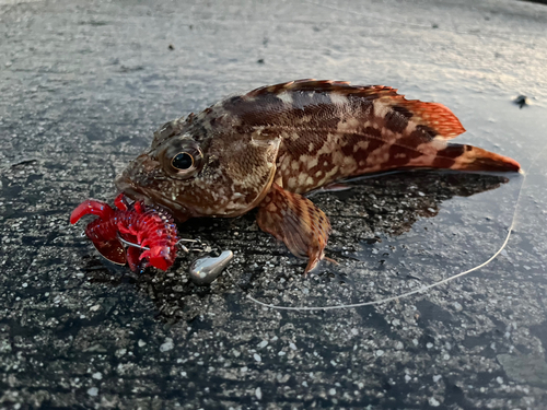 カサゴの釣果