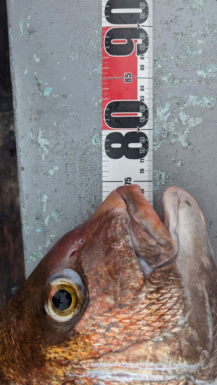ソエソエさんの釣果 2枚目の画像