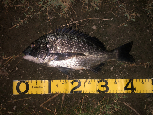 クロダイの釣果