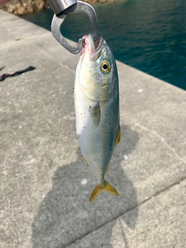 ショッコの釣果