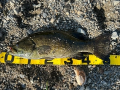 スモールマウスバスの釣果