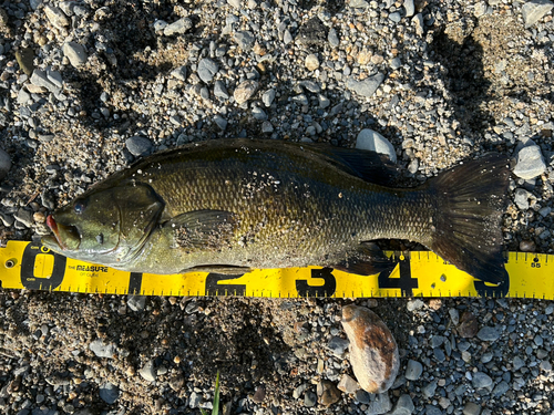 スモールマウスバスの釣果