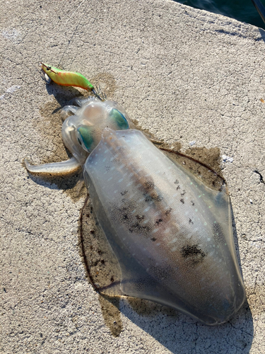 アオリイカの釣果