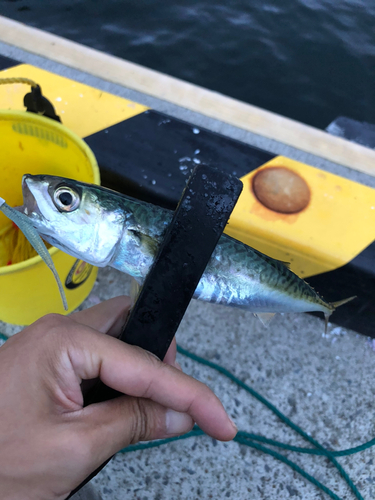 サバの釣果